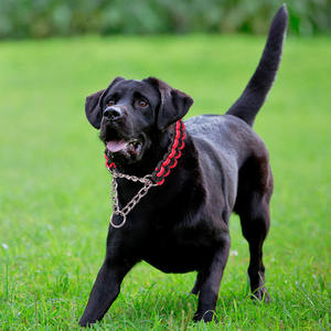 Groothandel Hoge Kwaliteit Lage Prijs Hond Choke Ketting Kraag - Product Image 6