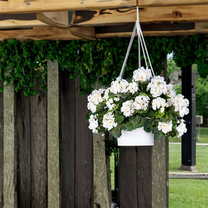 Flores <span class=keywords><strong>artificiales</strong></span> de seda de geranio rojo, planta al aire libre, flores de imitación, <span class=keywords><strong>geranios</strong></span> para decoración floral del hogar - Product Image 5