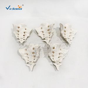 Modèle du Sacrum et du Coquecix Vic Education pour l'enseignement et la recherche - Product Image 4