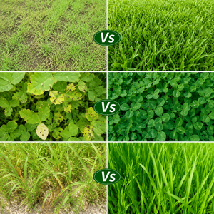 <span class=keywords><strong>Engrais</strong></span> spécial <span class=keywords><strong>pour</strong></span> l'herbe, qui agrandit les feuilles, renforce les feuilles malades et épaissit les feuilles vertes. - Product Image 4