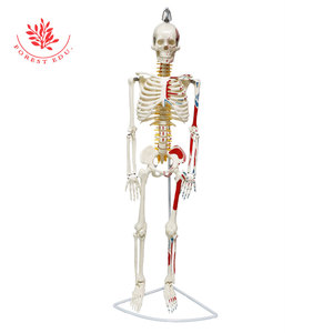Modèle de squelette humain 85 cm, demi-corps coloré avec origines et terminaisons musculaires, suspendu à un support en acier, pour démonstration pédagogique - Product Image 2