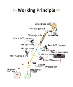 Wesort QuadEye AI Deep Learning Avellanas Clasificador de color Molde preciso/Detección de defectos arrugados para procesadores de avellanas - Product Image 3