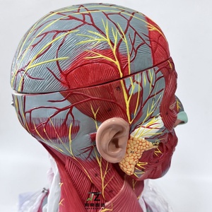 Ciencia médica enseñanza <span class=keywords><strong>Cabeza</strong></span> <span class=keywords><strong>y</strong></span> <span class=keywords><strong>Cuello</strong></span> nervio vascular con cerebro modelo 19 piezas - Product Image 4