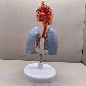 Modelo de Asma del Tracto Respiratorio y Pulmón - Herramienta Educativa de Pulmonología - Product Image 4