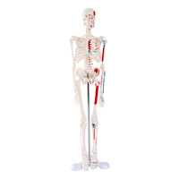Modèle squelettique personnalisé de 45 cm pour l'enseignement médical : collection d'anatomie de la colonne vertébrale, de la bassine, des membres, des mains et des pieds