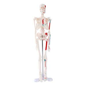 Modèle squelettique personnalisé de 45 cm pour l'enseignement médical : collection d'anatomie de la colonne vertébrale, de la bassine, des membres, des mains et des pieds - Product Image 1