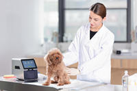Analyseur de chimie sèche POCT pour vétérinaire Analyseur de biochimie vétérinaire entièrement automatique Biochimie pour animaux de compagnie Chien Chat