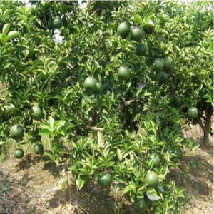 Extracto de Genisteína Xin Sheng de Alta Calidad, Grado Alimenticio Kosher GMP, <span class=keywords><strong>Genista</strong></span> Tinctoria, Probado por HPLC, 98% 80 Mesh, Extraído por Solvente - Product Image 4