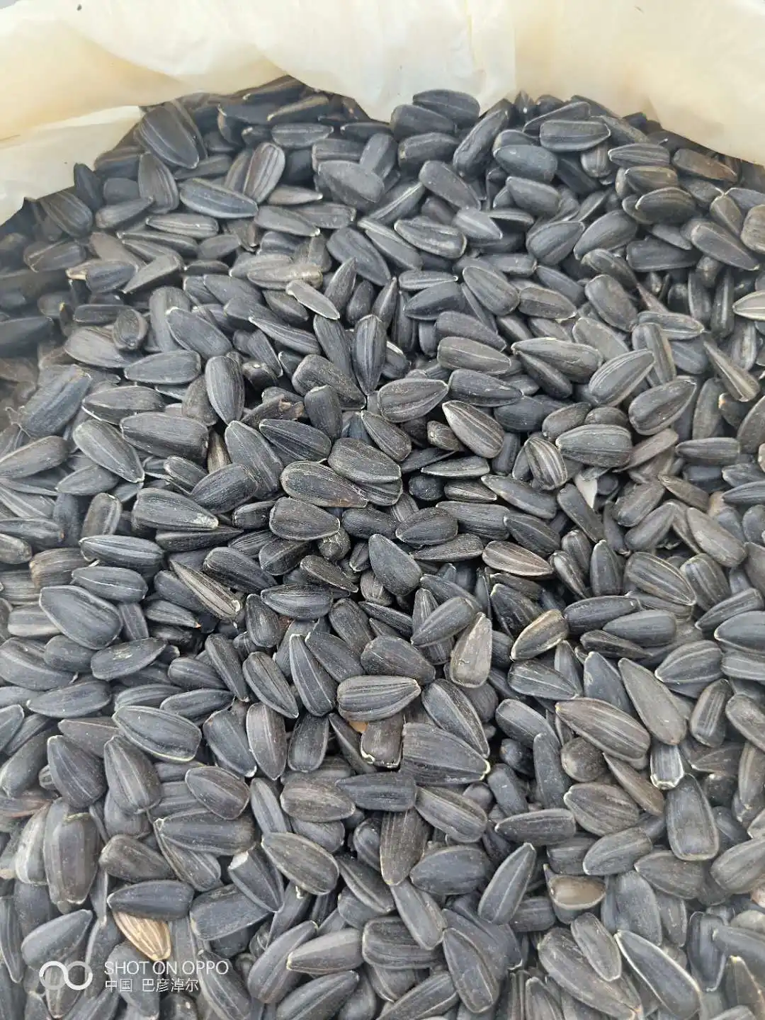 Commercio all'ingrosso interno Mongolia China origine Non-OGM secchi semi di girasole sfuso per olio nero sgusciato olio crudo semi di girasole