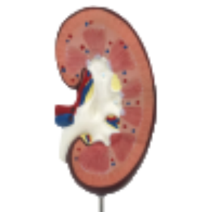 Ada โมเดลกายวิภาคของไต PVC ทางการแพทย์แบบจำลองต่อมหมวกไตสำหรับการสาธิตโรคและเครื่องมือการฝึกอบรม - Product Image 3