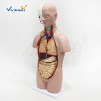 Modelo Anatómico de Torso Unisex de 50 cm con 12 Órganos Removibles, Espécimen de PVC para Clases de Biología de Secundaria y Preparatoria, CE/ISO/ROHS/CNAS