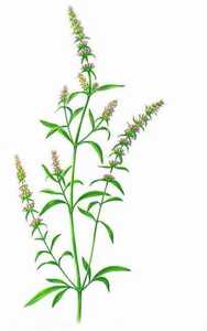 Органический бесплатный образец оптом поставщик Nepeta Cataria порошок - Product Image 5