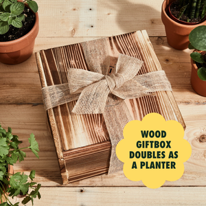 Hot Bán <span class=keywords><strong>Wisteria</strong></span> Sinensis Bonsai Cây Nhà Máy Kit Đất Nước Phong Cách Làm Vườn Quà Tặng Chậu Với Cây Cảnh Công Cụ Thiết Lập Cho Người Mới Bắt Đầu - Product Image 2