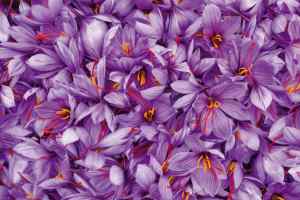 Suplemento de circulación ocular Affroneye para combatir la tensión ocular y el daño oxidativo para una visión aguda y claridad - Product Image 2