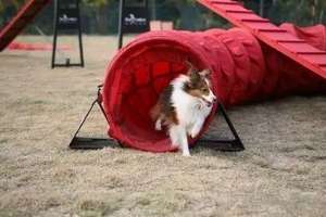 Waterdichte antistatische geweven PVC-gecoate zeil voor honden speeltunnel - Product Image 3