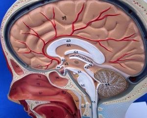 Modelo <span class=keywords><strong>de</strong></span> <span class=keywords><strong>Cabeza</strong></span> con Vasos Sanguíneos <span class=keywords><strong>y</strong></span> Nervios, Simulador <span class=keywords><strong>de</strong></span> <span class=keywords><strong>Cabeza</strong></span> Humana para Enseñanza Anatómica, <span class=keywords><strong>Cuello</strong></span>, Cara, Medio Rostro - Product Image 4