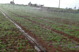 Tubería de Riego por Goteo HDPE de 16mm para Agricultura, Grosor de 0.6mm, Tubería de Goteo en Línea, Tubería de Riego por Goteo Redonda, Precio - Product Image 4