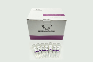 Lisato di Proteine Totali <span class=keywords><strong>RIPA</strong></span> BC037 di <span class=keywords><strong>Alta</strong></span> Qualità per la Ricerca - Product Image 3