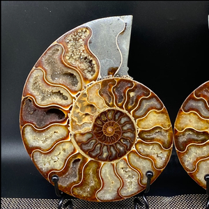 Vente en gros de tranches d'ammonite naturelle Druzy arc-en-ciel, fossile de Madagascar, spécimen minéral de conque de limace tachetée, décoration - Product Image 2