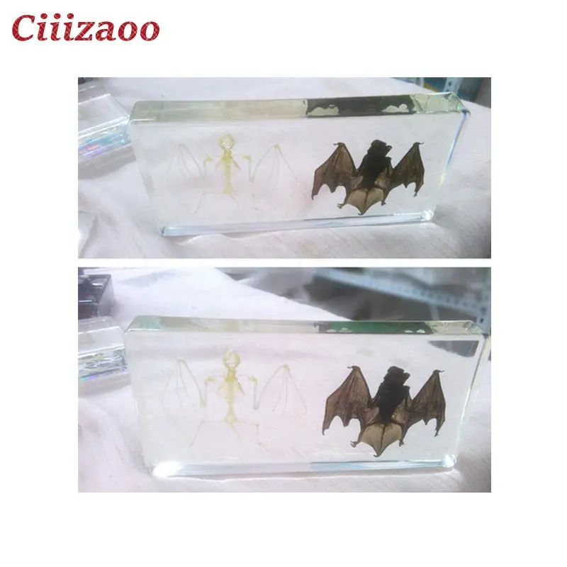 Bat en vleermuis skelet specimen presse-papier Taxidermie Collectie In Clear Lucite Blok Inbedding Specimen