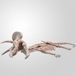 Squelette de dinosaure hautement réaliste, modèle de squelette de Tyrannosaurus simulé pour l'affichage dans les musées d'histoire <span class=keywords><strong>naturelle</strong></span> - Product Image 2