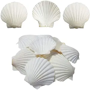 ホタテ貝殻食品を提供するための4〜5インチ、ベーキングシェルDIYクラフト装飾のためのシービーチからの大きな自然な白いホタテ