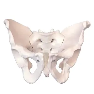 Lebensgroßes männliches Becken modell Becken modell Kleines Becken modell - Product Image 1