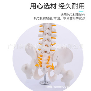 Modèle pédagogique de colonne vertébrale humaine miniature de 45 cm avec bassin, fémur et neurosquelette - Product Image 5