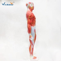 Modelo de Acupuntura Humana de 85CM con Anatomía Muscular de Medio Cuerpo, Modelo de Enseñanza de Puntos de Acupuntura Masculinos para TCM, con Certificaciones CE/ISO/ROHS/CNAS
