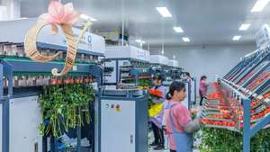 Fleur artificielle en soie faite à la main, <span class=keywords><strong>rose</strong></span> Corolla, décoration de fenêtre de salon, mariage, hôtel, douce - Product Image 6