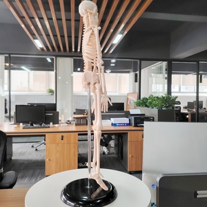 Darhhigh yüksek kalite Mini iskelet modeli 42cm insan vücudu iskelet modeli - Product Image 3