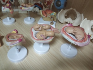 BIX-A1114 Kích thước con người quá trình phát triển trẻ em tử cung và mô hình y tế của thai nhi - Product Image 6