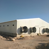 Structure de charpente en acier galvanisé préfabriquée à poutres en H, bâtiment avicole multi-voûtes pour poulets de chair et pondeuses, garantie à vie