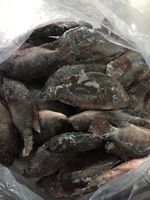 Tilapia Entière Congelée de Haute Qualité 100-200g 200-300g 10% 20% Glazing Emballage en Vrac 10kg/carton Poisson Congelé pour le Marché Africain