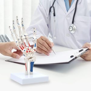 Modelo Anatómico <span class=keywords><strong>de</strong></span> Articulación <span class=keywords><strong>de</strong></span> la Mano Humana en Exhibición, Modelo Médico para Educación del Paciente y Entrenamiento Médico, Modelo Realista con Certificación CE/ISO - Product Image 5