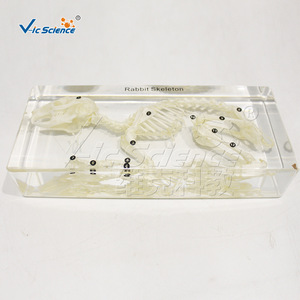 Spécimen de squelette de lapin ; modèle d'enseignement de l'anatomie animale ; outil pédagogique pour les laboratoires scolaires. - Product Image 1