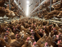 Système d'élevage avicole automatique pour poules pondeuses en plein air, cages de bien-être pour volailles, équipement agricole pour l'Europe et l'Australie