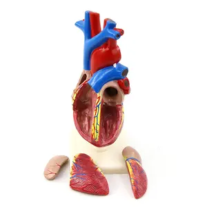 Alta calidad tamaño natural PVC anatómico 2 partes modelo de corazón humano modelo de anatomía