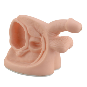 Kích Thước Cuộc Sống Cơ Quan Sinh Dục Nhân Tạo Dương Vật Nam Mô Hình Cơ Quan Sinh Sản Bên Trong Và Bên Ngoài - Product Image 5