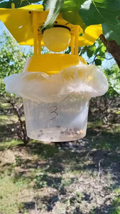 Physical Pest Control Solar <b>UV</b> <b>Light</b> Insect Trap for Organic Farming and Orchard Protection - Product Image 2