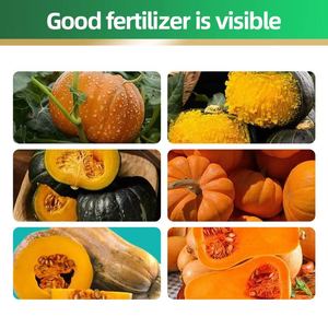 Engrais Universel Biologique Liquide pour Jeunes Pousses de Citrouille – Stimulateur de Croissance à Haut Rendement et Promotion des Racines – Spécial Jeunes Pousses - Product Image 4