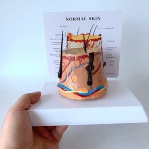 Modelo Anatómico de Alta Calidad para Demostración del Crecimiento del Cabello Humano, Circular, Saludable y con Aspecto de Piel - Product Image 5