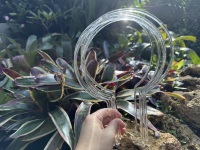 Anneaux de soutien pour plantes en acrylique moderne de 12 pouces transparents avec un soutien solide pour les plantes grimpantes