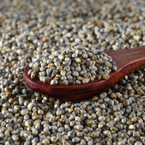 Millet perlé (Bajra) pour la consommation humaine, approvisionnement en gros, achat direct d'usine - Product Image 3