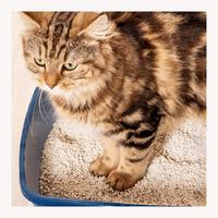 Litière pour chat en tofu pour animaux de compagnie, absorbe rapidement l'eau, désodorise et inhibe les bactéries, spécialement conçue pour les maisons de chat