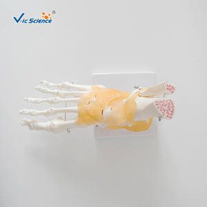 Modelo Anatómico de Pie <span class=keywords><strong>Humano</strong></span> a Tamaño Natural con <span class=keywords><strong>Tobillo</strong></span> y Articulaciones Ligamentosas Vic Science VCM-113A - Product Image 6