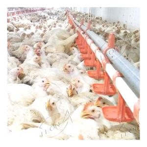 Precio de la pila, pollos COOP 5000 a la venta en línea - Product Image 5