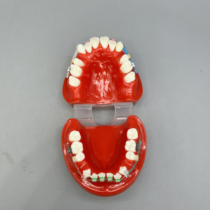 Sistema di Simulazione Dentale Ortodontica con Denti in Resina, Quattro Brackets Premolari, Filo di Legatura, Modello Anatomico per Scienza Medica - Product Image 5