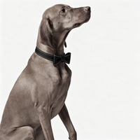 Ensemble de colliers en cuir du fabricant – Accessoires élégants pour animaux de compagnie (chats et chiens) – Laisse et collier de luxe pour chiots et grands chiens – Durables
