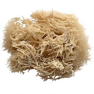MUSGO MARINO SECO NATURAL - EUCHEUMA COTTONII GLOBAL SEA MOSS SUPPLY, MUSGO MARINO IRLANDÉS SECO DE VIETNAM/ Sra. Lima - Product Image 1